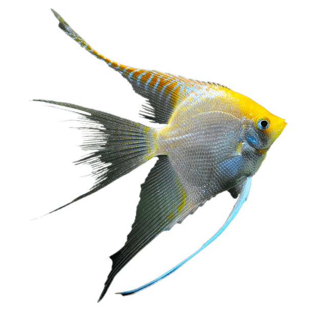 Imagem do peixe Acará Bandeira